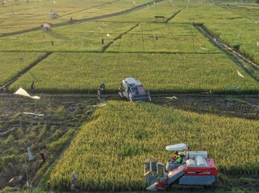 ADB Suntik Dana Rp656 Triliun: Ketahanan Pangan Asia Pasifik