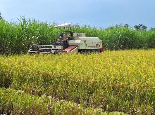 Indonesia Terapkan AI Belanda: Revolusi Pertanian Masa Depan