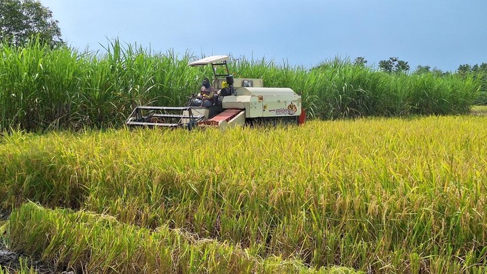 Indonesia Terapkan AI Belanda: Revolusi Pertanian Masa Depan
