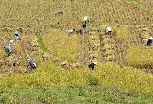 Jasindo Lindungi Petani Jawa Barat: Proteksi Optimal Lumbung Padi