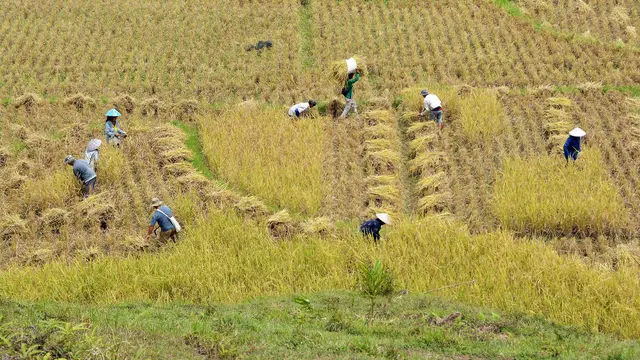 Jasindo Lindungi Petani Jawa Barat: Proteksi Optimal Lumbung Padi