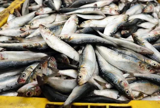 Revolusi Makan Ikan: Dari Rumah Kita Hingga Pasar Dunia