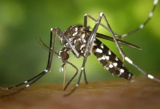 Basmi Malaria: Perangi Nyamuk, Selamatkan Nyawa Kita