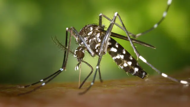 Basmi Malaria: Perangi Nyamuk, Selamatkan Nyawa Kita