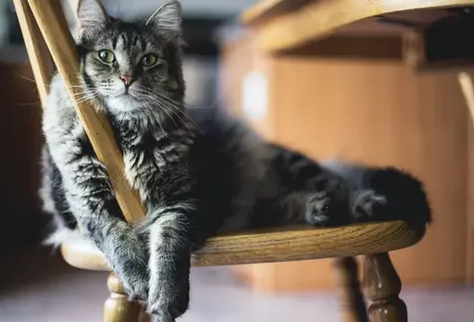 Diabetes pada Kucing & Anjing? Waspadai Gejalanya Sekarang!