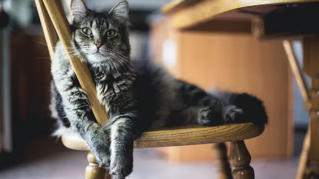 Diabetes pada Kucing & Anjing? Waspadai Gejalanya Sekarang!