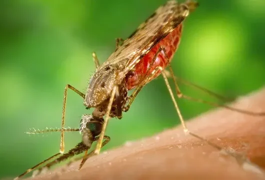Indonesia Hampir Bebas Malaria 2030: 79% Wilayah Sehat