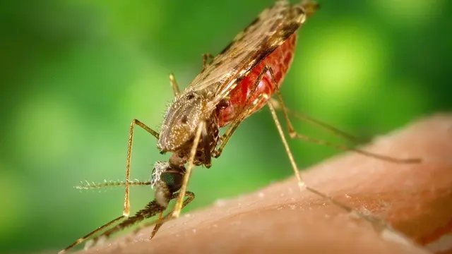 Indonesia Hampir Bebas Malaria 2030: 79% Wilayah Sehat