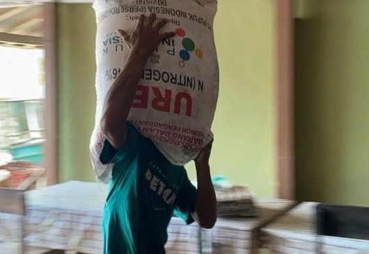 Rahasia Panen Melimpah: Petani Optimalkan Pupuk Subsidi, Tingkatkan Produksi Pangan Nasional