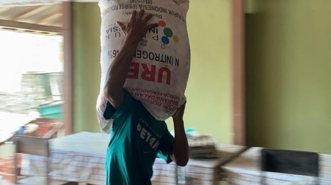 Rahasia Panen Melimpah: Petani Optimalkan Pupuk Subsidi, Tingkatkan Produksi Pangan Nasional